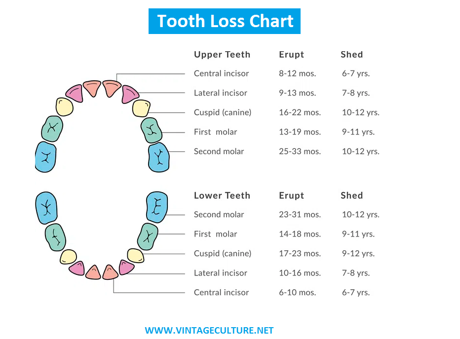 Everything about Tooth loss | Order of Tooth Loss Age Chart