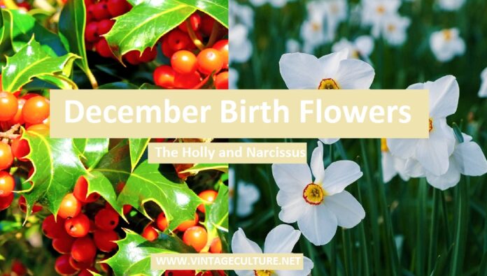 December Birth Flowers - Meaning , History, Speciality & More